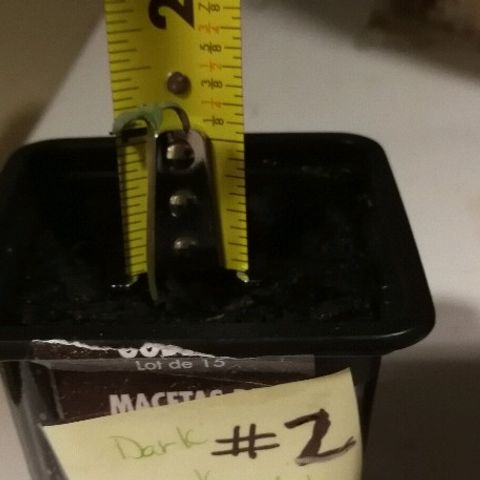 BG #1 growlog timeline photo