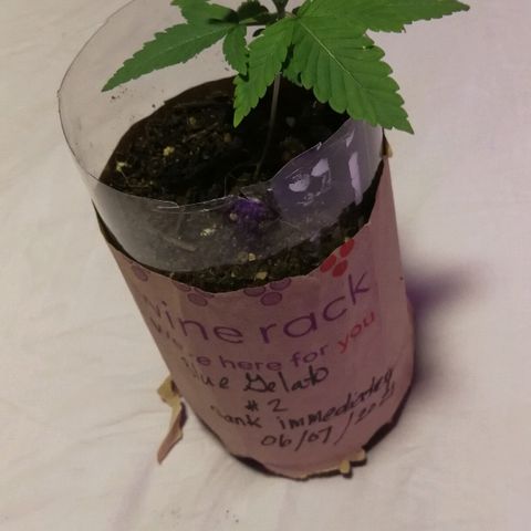 BG #1 growlog timeline photo