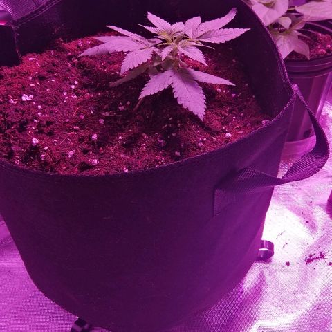 BG #1 growlog timeline photo