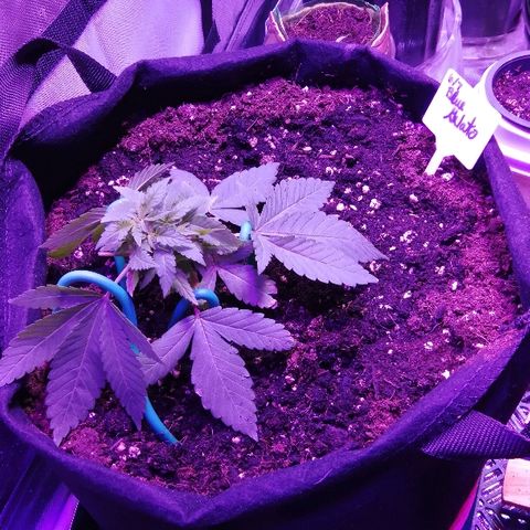 BG #1 growlog timeline photo