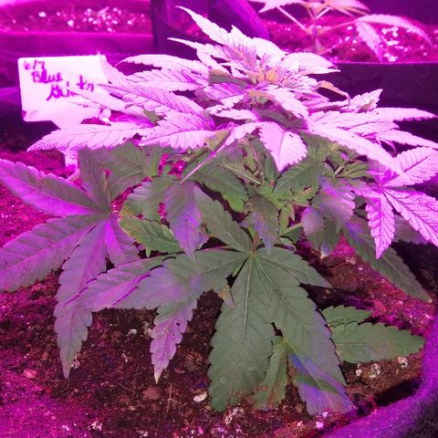 BG #1 growlog timeline photo