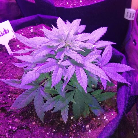 BG #1 growlog timeline photo