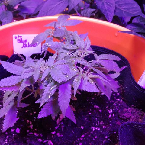 BG #1 growlog timeline photo