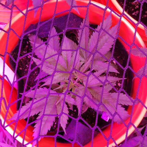 BG #1 growlog timeline photo