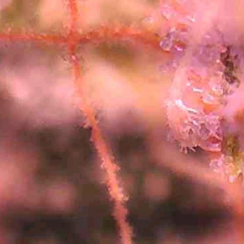 BG #1 growlog timeline photo
