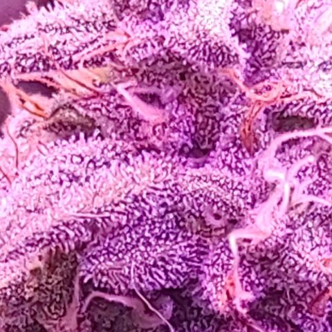 BG #1 growlog timeline photo