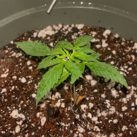 Bruce Banner Auto growlog timeline photo