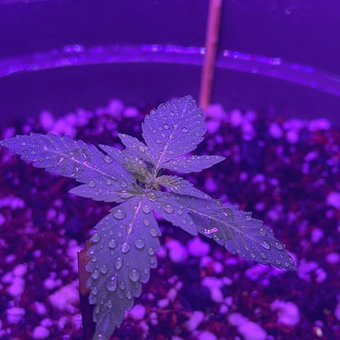 Bruce Banner Auto growlog timeline photo