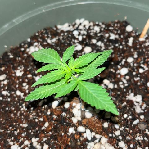 Bruce Banner Auto growlog timeline photo