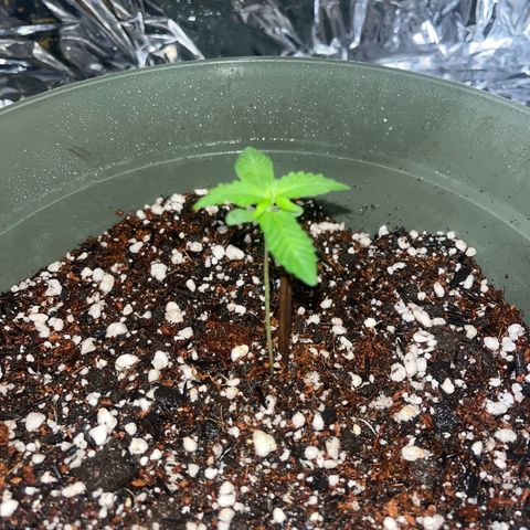 Bruce Banner Auto growlog timeline photo