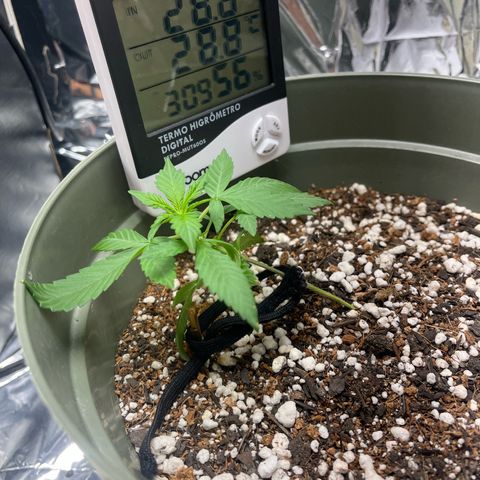 Bruce Banner Auto growlog photo: LST