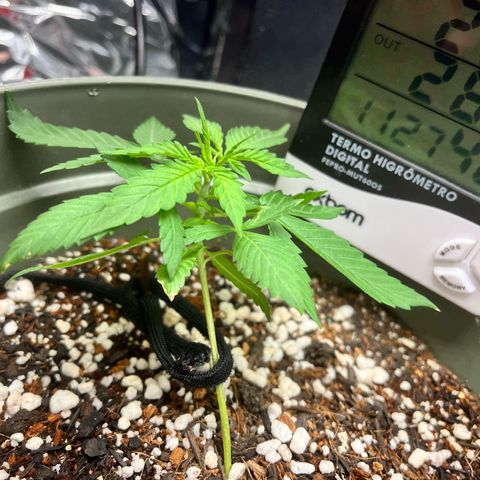 Bruce Banner Auto growlog timeline photo