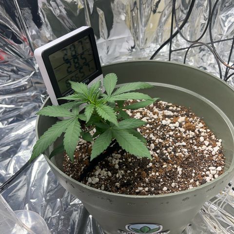 Bruce Banner Auto growlog timeline photo