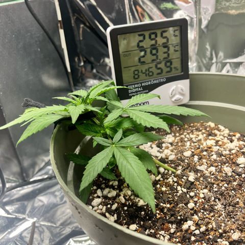 Bruce Banner Auto growlog photo: +LST