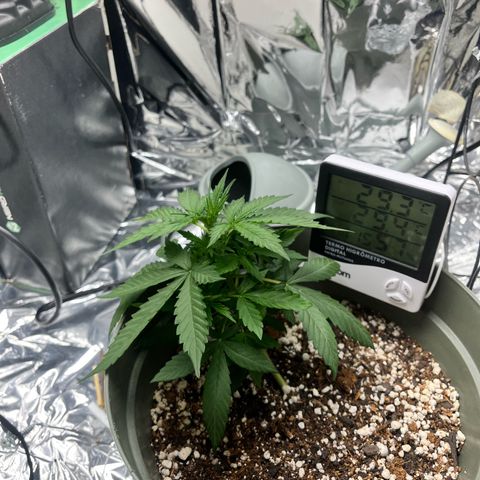 Bruce Banner Auto growlog timeline photo