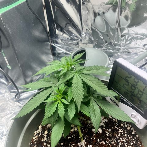 Bruce Banner Auto growlog timeline photo