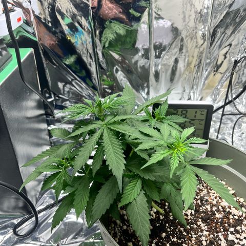 Bruce Banner Auto growlog timeline photo