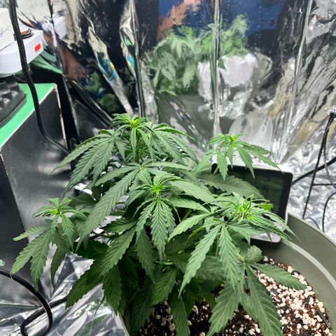 Bruce Banner Auto growlog timeline photo