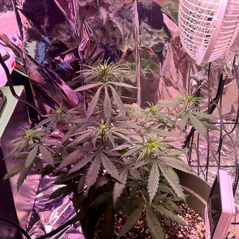 Bruce Banner Auto growlog timeline photo