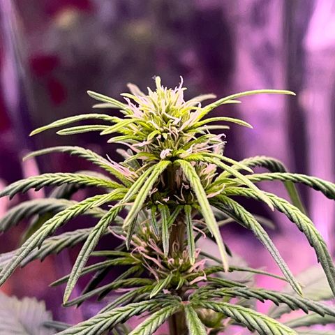 Bruce Banner Auto growlog timeline photo