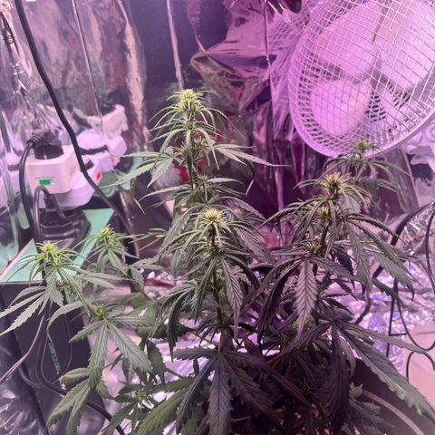 Bruce Banner Auto growlog timeline photo