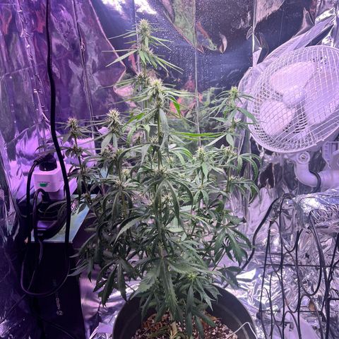 Bruce Banner Auto growlog timeline photo