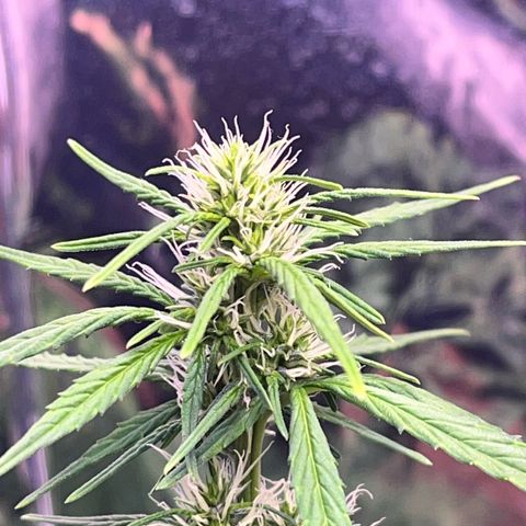Bruce Banner Auto growlog timeline photo