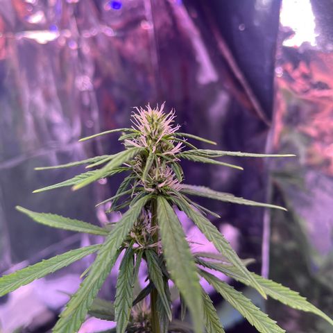 Bruce Banner Auto growlog timeline photo