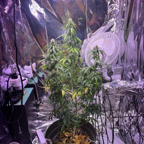 Bruce Banner Auto growlog timeline photo