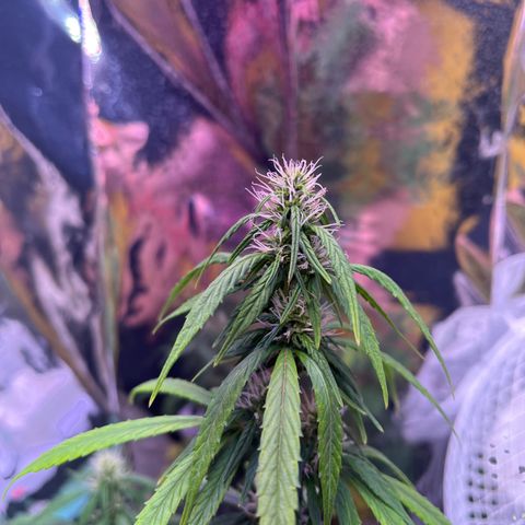 Bruce Banner Auto growlog timeline photo