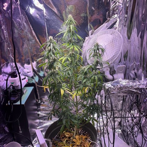 Bruce Banner Auto growlog timeline photo