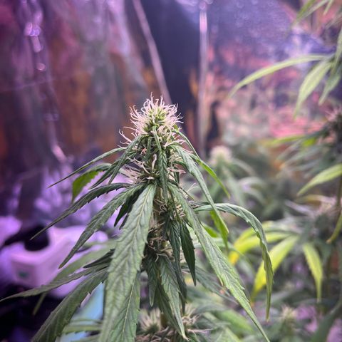 Bruce Banner Auto growlog timeline photo