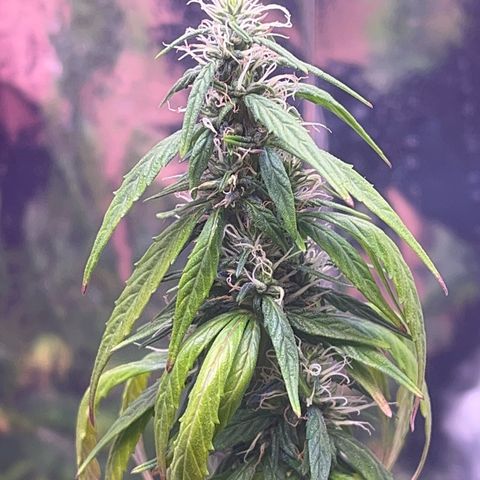 Bruce Banner Auto growlog timeline photo