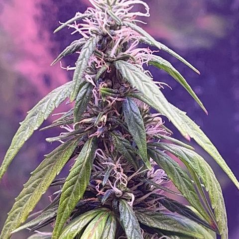 Bruce Banner Auto growlog timeline photo
