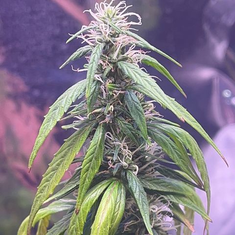 Bruce Banner Auto growlog timeline photo