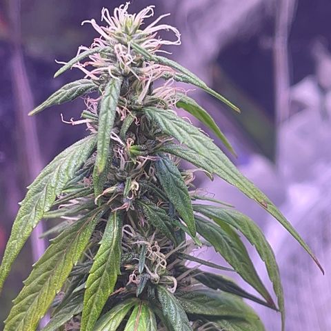 Bruce Banner Auto growlog timeline photo
