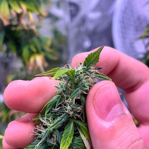 Bruce Banner Auto growlog timeline photo