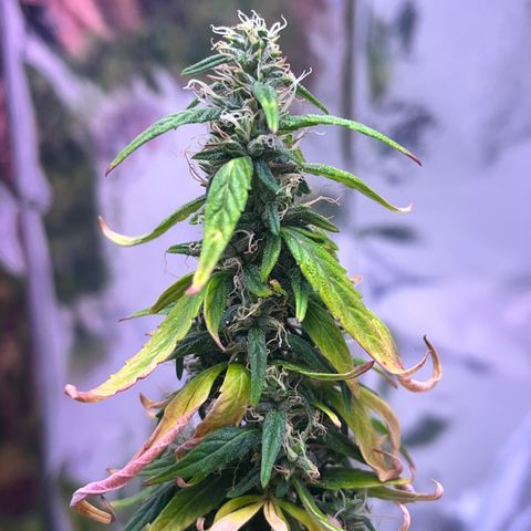 Bruce Banner Auto growlog timeline photo
