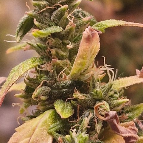 Bruce Banner Auto growlog photo: FOXTAILL FUCKKKK