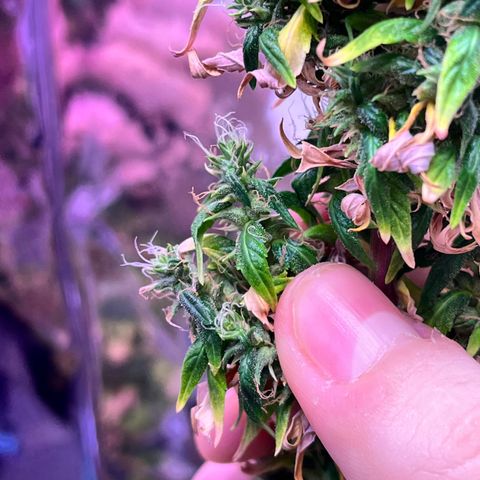 Bruce Banner Auto growlog photo: FOXTAILL FUCKKKK