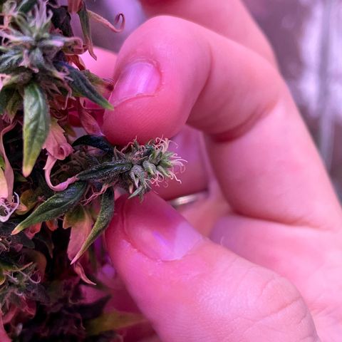 Bruce Banner Auto growlog photo: FOXTAILL FUCKKKK