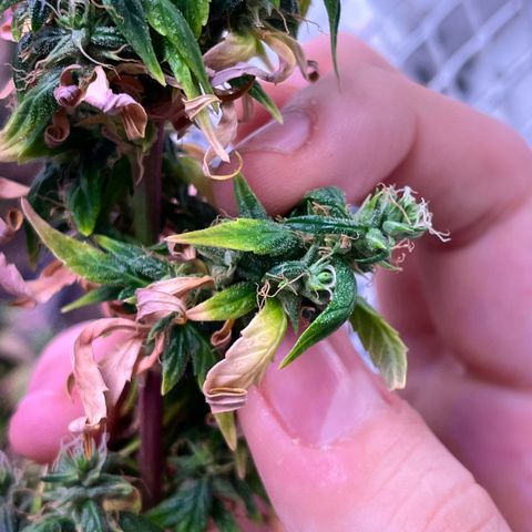 Bruce Banner Auto growlog photo: FOXTAILL FUCKKKK