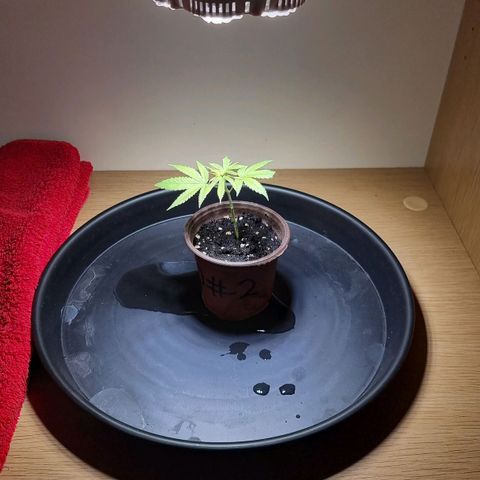Lemon Orange  growlog timeline photo