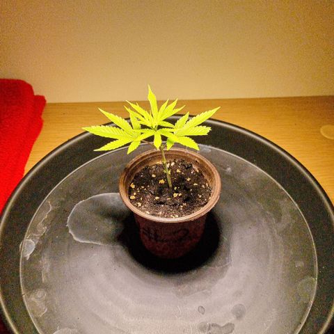 Lemon Orange  growlog timeline photo
