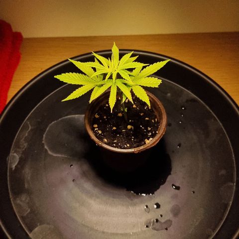 Lemon Orange  growlog timeline photo