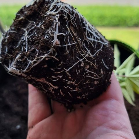 Lemon Orange  growlog timeline photo