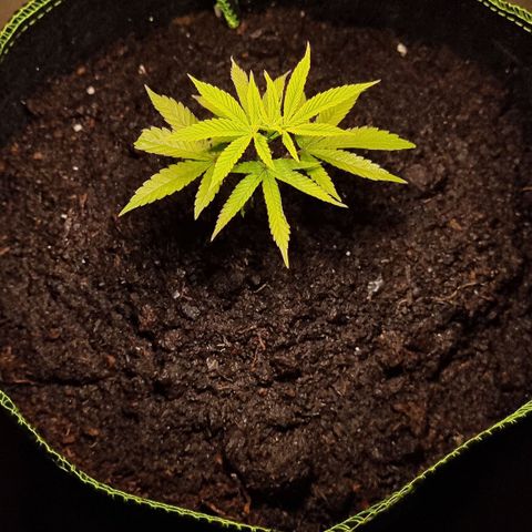 Lemon Orange  growlog timeline photo
