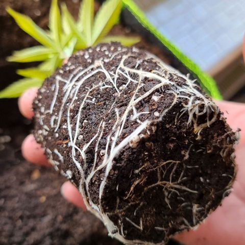 Lemon Orange  growlog timeline photo