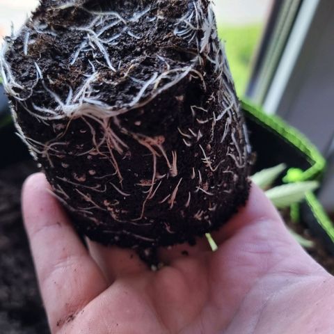 Lemon Orange  growlog timeline photo