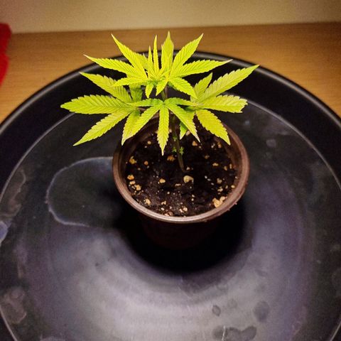 Lemon Orange  growlog timeline photo
